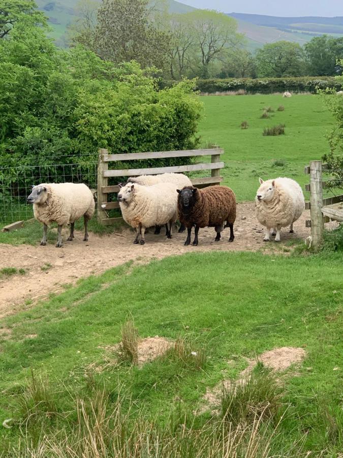 Sheep's Bit Роскошный шатер