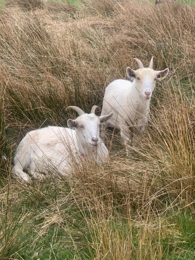 Sheep's Bit * Эдейл